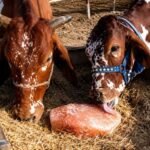 Wholesale Himalayan Pink Salt for animals Manufacturerer and Exporter by StarlineSalt