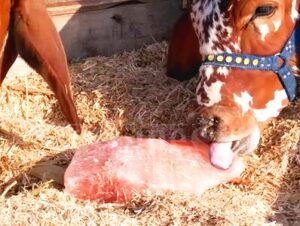 Himalayan Black Salt 2.5mm