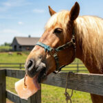 Pink Salt Licks for Horses by StarlineSalt