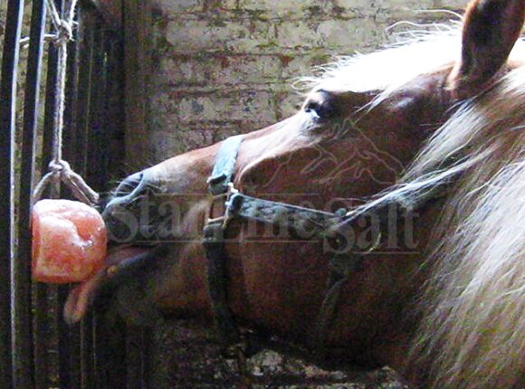 Himalayan salt lick for animals