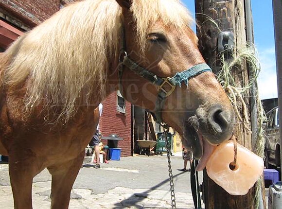 Himalayan salt lick block for horses and livestock - wholesale supplier