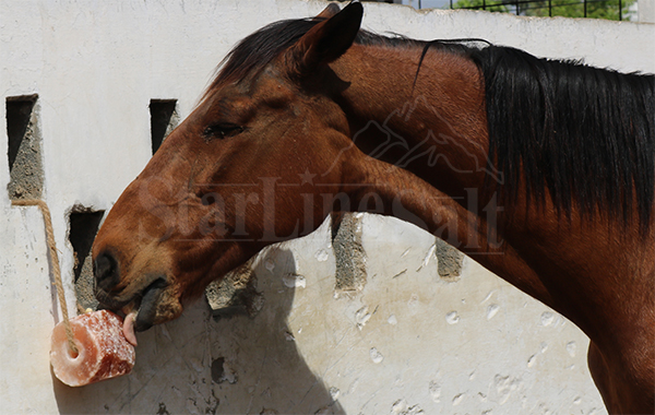 Horse licking Himalayan Pink Salt Lick | StarlineSalt