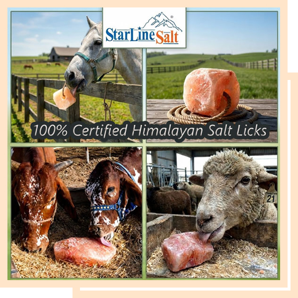Himalayan Salt Lick Supplier Manufacturer and Exporter